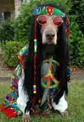 hippiedog-sm